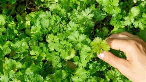 Thriving Hydroponic Cilantro At Home Gardeners Yards