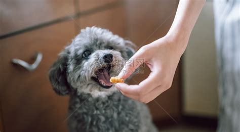 给可爱的宠物狗喂食物高清图片下载 正版图片502284661 摄图网