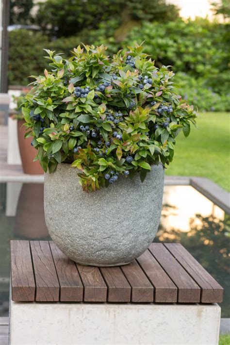 Growing Blueberries In Containers Minnesota State Horticultural Society