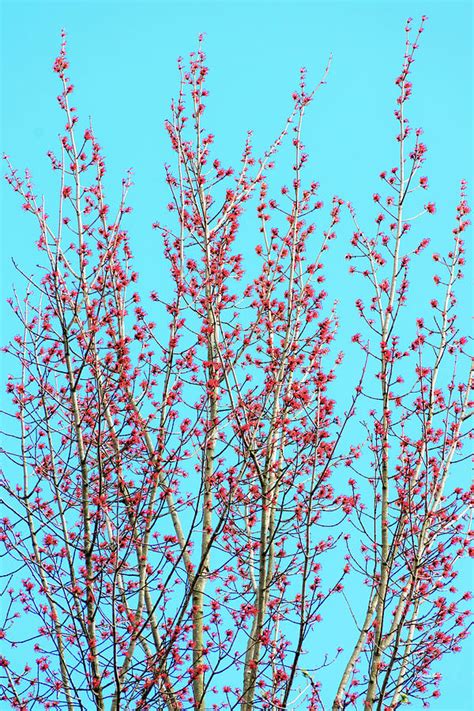 Spring Trees Photograph By Christina Rollo Fine Art America