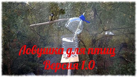 Ловушки для птиц. Версия 1.0. Ловушка с пружиной - YouTube