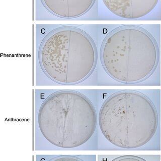 Characterization Of Hydrocarbon Degrading Isolate Ohig A Growth And