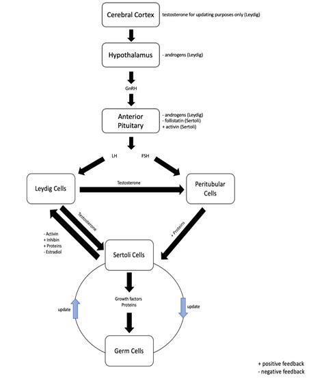 Sex Hormones Human Physiology