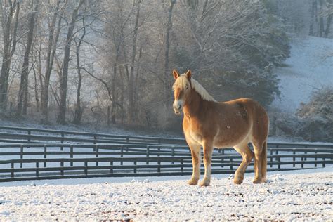 Belgianhaflinger Cross Draft Mare Horsephoto Taken By Sarah L Myers