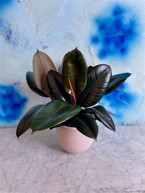 Ficus Decora Burgundy — The Tender Gardener