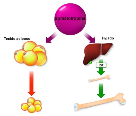 Somatotropina o hormônio do crescimento Brasil Escola