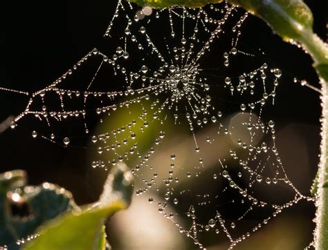 Free Images Dew Leaf Green Fauna Material Drip Invertebrate