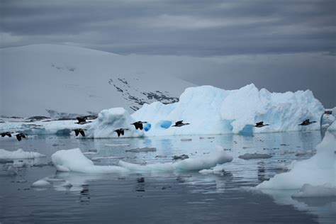 Top 10 Spectacular Birds of Antarctica | HubPages