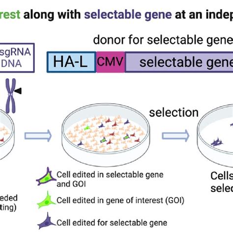 Selection Marker Co Edited With Gene Of Interest The Selectable Gene