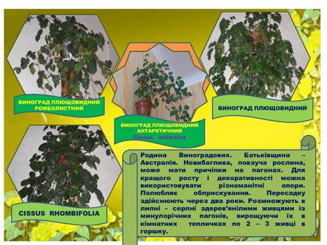 Презентація " Характеристика кімнатних рослин"