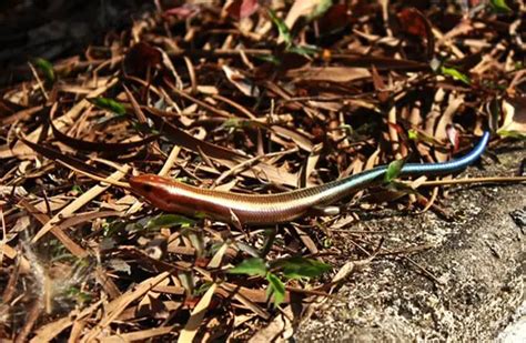 Common Garden Skink Habitat | Fasci Garden