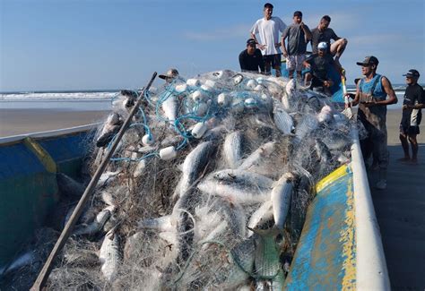 Festas Para O Pescador E Da Tainha Animam Litoral Do Paran