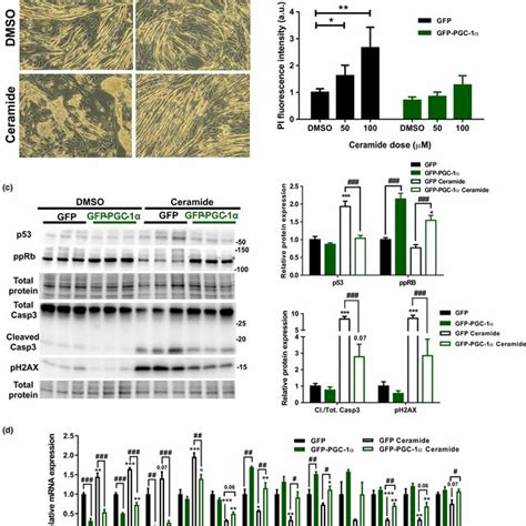 Peroxisome Proliferatoractivated Receptor Coactivator Pgc