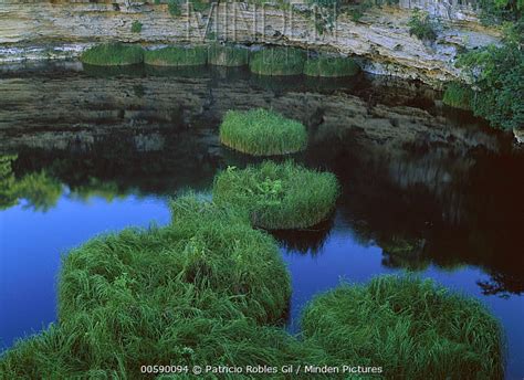 stock photo - Minden Pictures