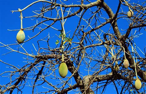 Health Benefits Of The Tropical Fruit Baobab