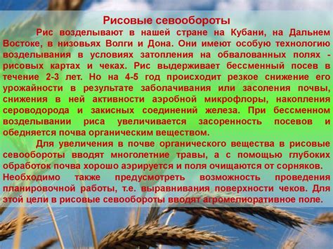 Рисовые севообороты - презентация онлайн