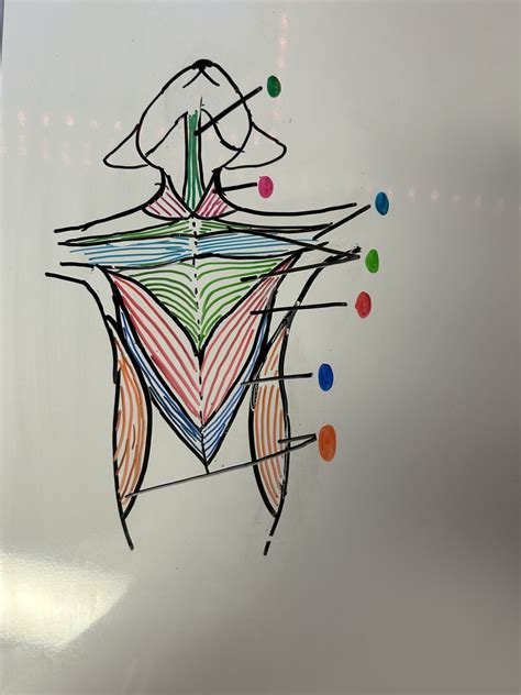 Practical Exam Supine Position Chest And Neck Diagram Quizlet
