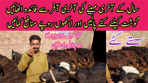 How To Start Meat Katta Business Kattra Farming Plan Katta