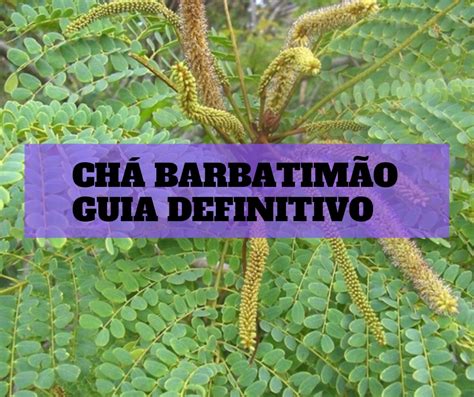 Chá de barbatimão Benefícios Para que Serve Como Preparar