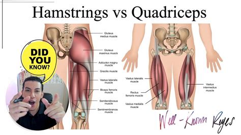 MBLEx Review How To REMEMBER The Hamstrings Vs Quadriceps Muscles