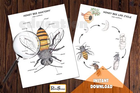 Honey Bee Unit Study Mini Printable Bees Bundle Anatomy Etsy Australia