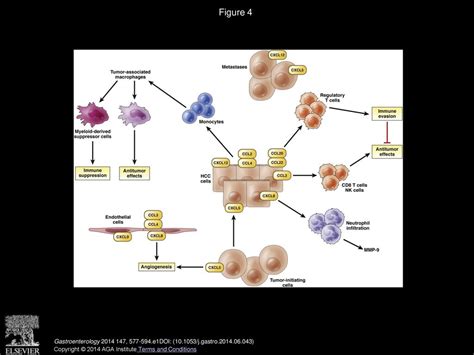 Roles For Chemokines In Liver Disease Ppt Download