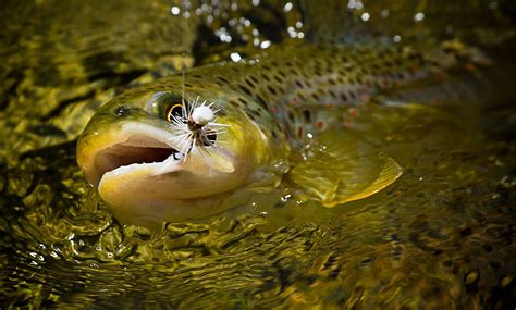 Caught Fly Fishing Photography