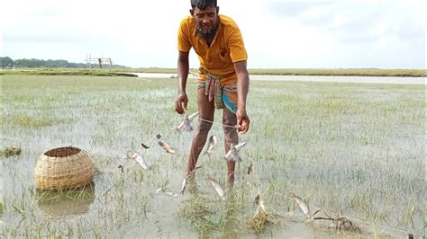 বন্যার পূর্বাভাস পেয়ে বিলে প্রচুর গুলশা টেংরা মাছ উঠেতে। কারেন্ট জাল