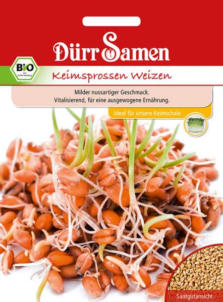 Bio Keimsprossen Weizen Seedshop Saatgut Gartenartikel