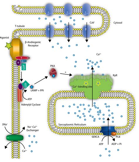 What Is The Signal That Dhp Receptor Sends To Ryr Discount Innoem Eng