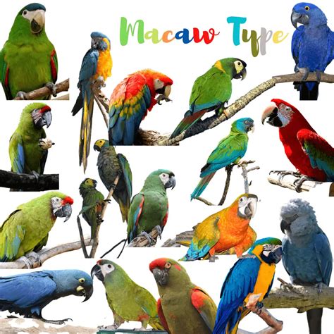 Biggest To Smallest Macaw Types - All Macaw Types Size Chart Pictures