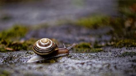 Schnecke Tier Langsam Kostenloses Foto Auf Pixabay Pixabay