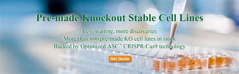 Knockout Stable Cell Lines For Sale Accegen