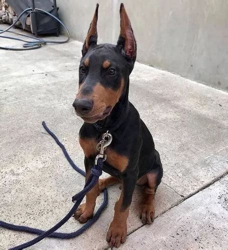 Cachorros Doberman Perrito Doverman Puppy Dobermen Cuotas sin interés