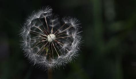 Dandelion Flower Seeds Seed Free Photo On Pixabay Pixabay