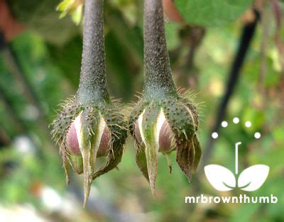 Morning Glory Seed Pods Setting Seeds Morning Glory Seeds Garden