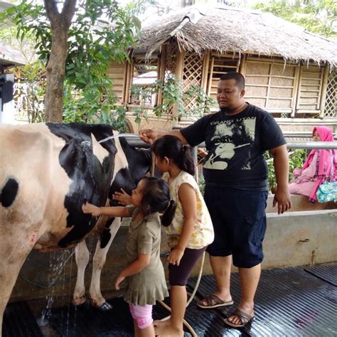 Tak Perlu Ke Lembang Untuk Belajar Memerah Susu Sapi Coba Ke Cibugary