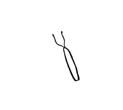 Butterfly Drawing {6 Easy Steps}! - The Graphics Fairy