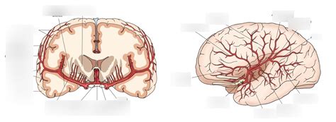 Middle Meningeal Arteries Diagram Quizlet