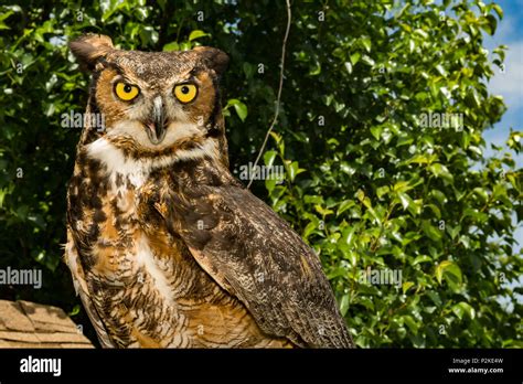 Great Horned Owl (Bubo virginianus Stock Photo - Alamy