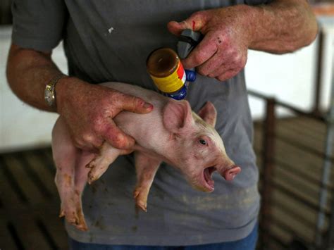 Who To Farmers Stop Giving Your Animals So Many Antibiotics Mpr News