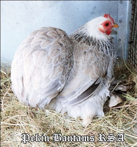 Pekin Bantams Rsa Quality Rare Coloured Pekins Pekin Bantams Rsa