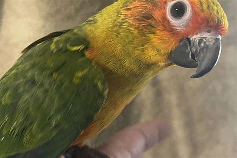 Female Baby Sun Conure