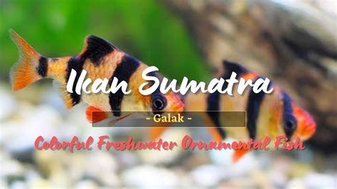 Ikan Sumatra Galak Colorful Freshwater Ornamental Fish Paradise