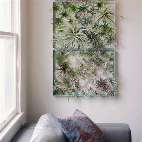 Wall Decor With Air Plants At Jacob Mauldin Blog