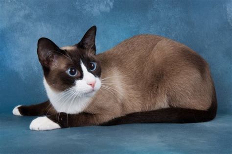 Pictures - Snowshoe Cats