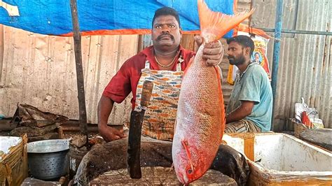 Kasimedu Selvam Big Size Red Snapper Fish Cutting In Kasimedu