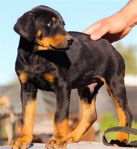 European Doberman Puppies For Sale