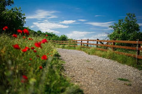 Chemin Fleurs La Campagne Photo Gratuite Sur Pixabay