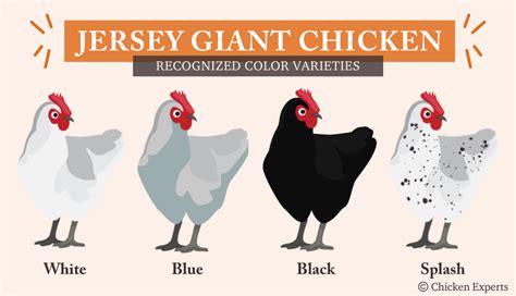 The Gentle Jersey Giant A Sweet Tempered Huggable Hen 77 Of Owners Chickenexperts